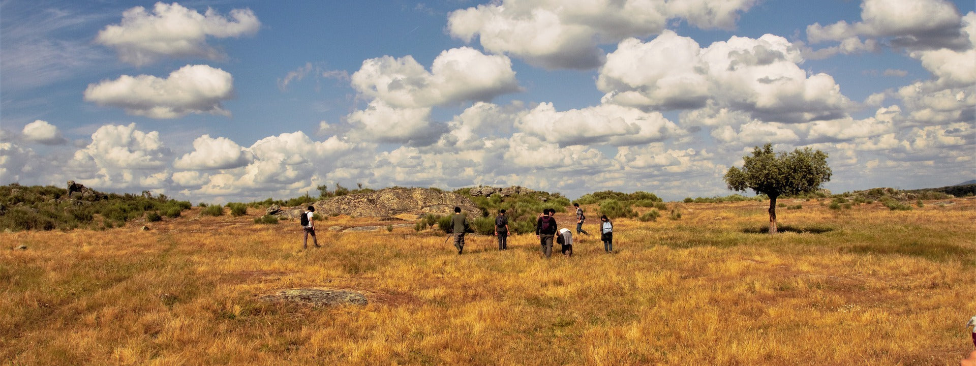 Cork oak trees being harvested